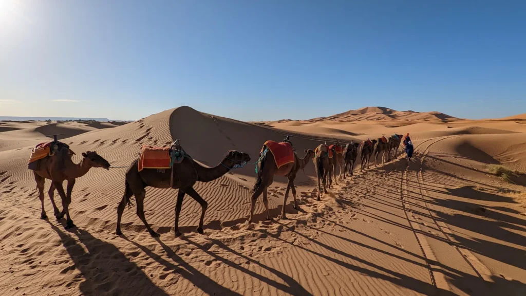 Sahara camel caravan dunes