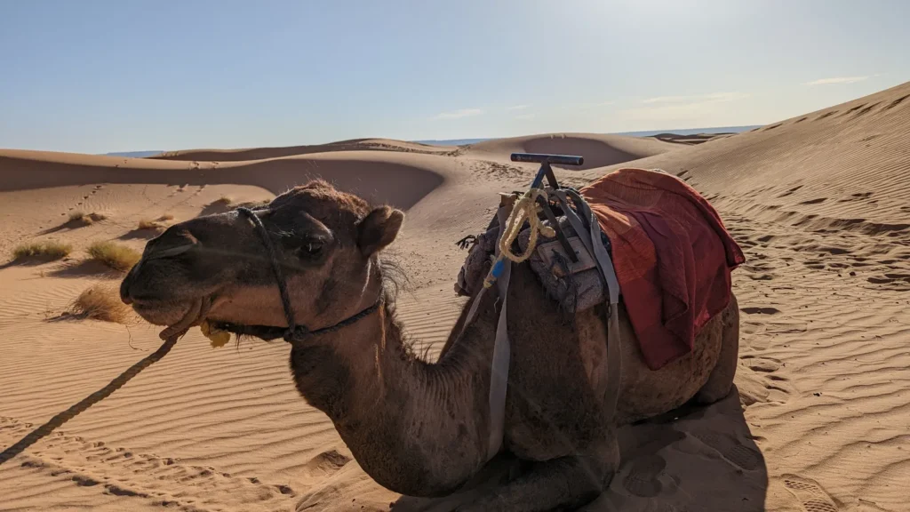Sahara seated camel